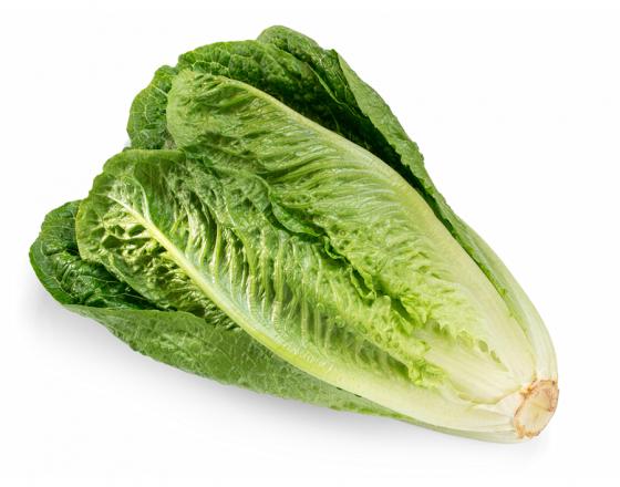 Lettuce, Romaine